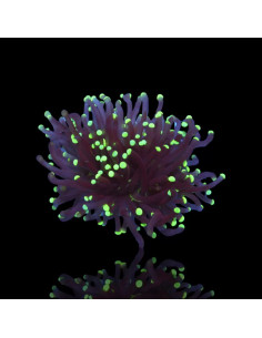 Euphyllia black torch