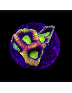 Favia complanata (Dragon Soul)