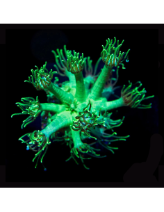 GONIOPORA SP GREEN