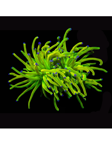 Euphyllia glabrescens HOLYGRAIL