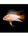 APISTOGRAMMA VIEJITA GOLD