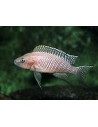 LAMPROLOGUS WALTERI