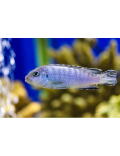 PSEUDOTROPHEUS SOCOLOFI XL