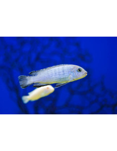 PSEUDOTROPHEUS SOCOLOFI XL 2