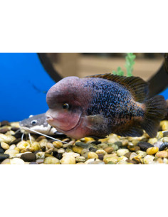 VIEJA SYNSPILUM BLUE SPOTTED 2