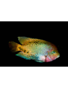 VIEJA SYNSPILUM BLUE SPOTTED