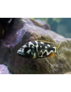 NIMBOCHROMIS LIVINGSTONI