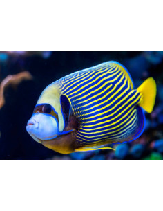 POMACANTHUS IMPERATOR ADULTE