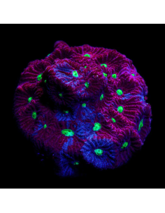 FAVITES SPP ULTRA wysiwyg