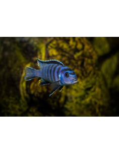 PSEUDOTROPHEUS SAULOSI xl 2