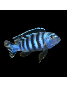 PSEUDOTROPHEUS SAULOSI xl
