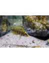 ALTOLAMPROLOGUS CALVUS YELLOW
