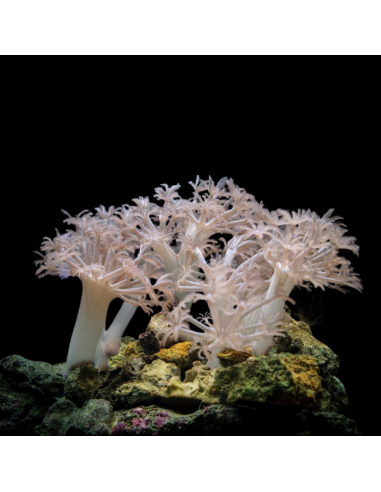 Heteroxenia sp "non-pumping"