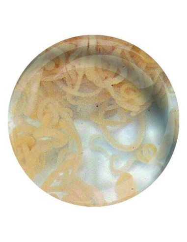 Enchytrées (Enychytreaus albidus) 90ml