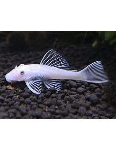 ANCISTRUS SNOW WHITE black eyes