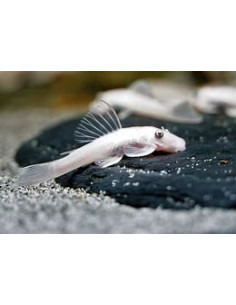 ANCISTRUS SNOW WHITE black eyes 2