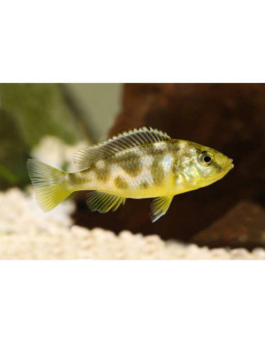 NIMBOCHROMIS VENUSTUS / LE COUPLE XL