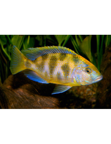 NIMBOCHROMIS VENUSTUS / LE COUPLE XL