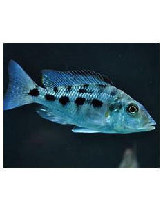 FOSSOROCHROMIS ROSTRATUS xxl 2