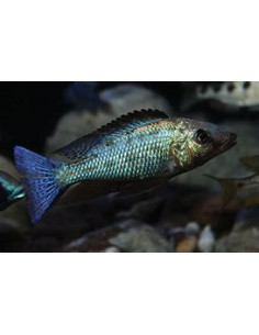 FOSSOROCHROMIS ROSTRATUS xxl