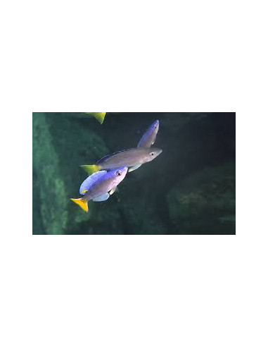 CYPRICHROMIS LEPTOSOMA UTINTA fluorescent