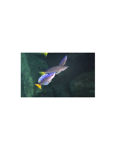 CYPRICHROMIS LEPTOSOMA UTINTA fluorescent