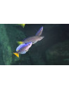 CYPRICHROMIS LEPTOSOMA UTINTA fluorescent