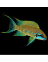 LAMPROLOGUS BRICHARDI GREEN FACE