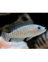 LAMPROLOGUS MULTIFASCIATUS