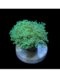 Euphyllia yaeyamaensis Green