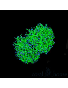 EUPHYLLIA Toxic Green