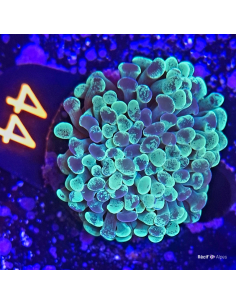 Euphyllia paraancora 44