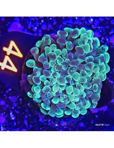 Euphyllia paraancora blochi ( 2 têtes )