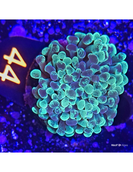 Euphyllia paraancora blochi ( 2 têtes )