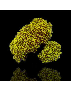 euphyllia yaeyamaensis gold