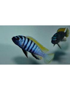 CYNOTILAPIA AFRA COBUE 2