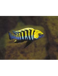 CYNOTILAPIA AFRA COBUE