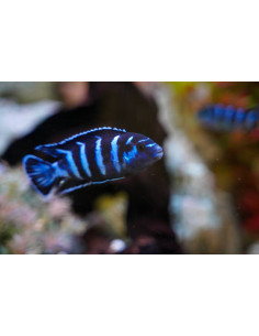 PSEUDOTROPHEUS DEMASONI L 2