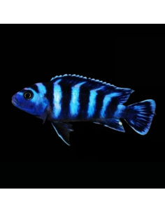 PSEUDOTROPHEUS DEMASONI L