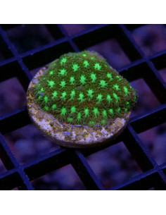 Leptastrea green Ultra