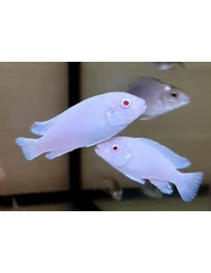 PSEUDOTROPHEUS SOCOLOFI ALBINOS 2