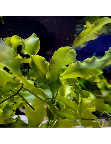 Algue Caulerpa prolifera (portion de 20 grammes)