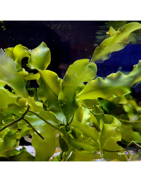 Algue Caulerpa prolifera (portion de 20 grammes)