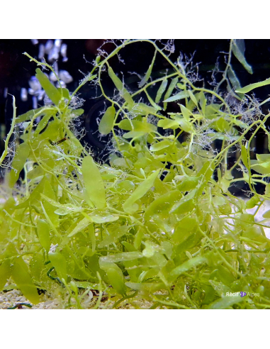 Algue Caulerpa brachypus (portion de 20 grammes)