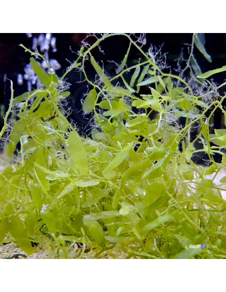 Algue Caulerpa brachypus (portion de 20 grammes)