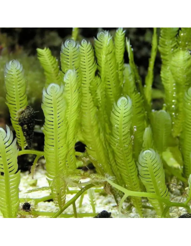 Algue Caulerpa sertularoides (portion de 20 grammes)