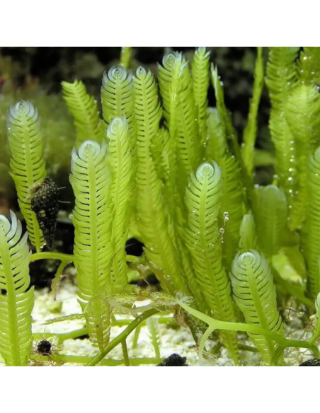 Algue Caulerpa sertularoides (portion de 20 grammes)