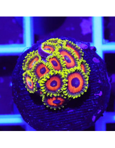copia de zoanthus radioactive green