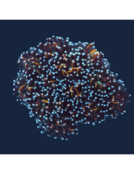 copy of Galaxea fascicularis Ultra Green