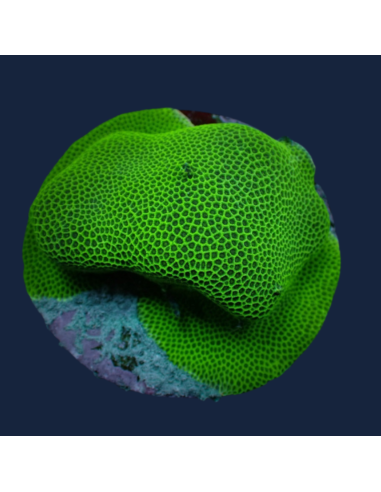 Porites spp. (Encroûtantes)